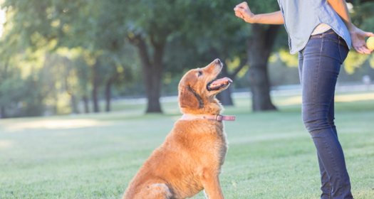 The Basics of Good Dog Training