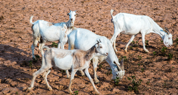 A Guide to Drought Feeding of Goats