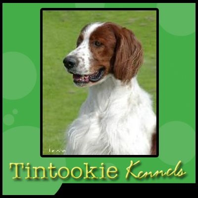 Pet Business Tintookie Kennels in Teddywaddy West WA