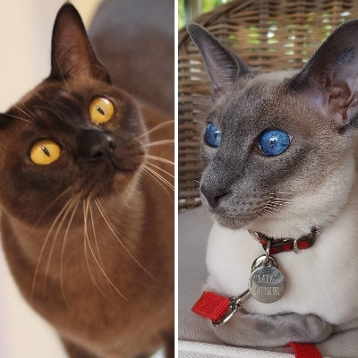 Burmese & Siamese Kittens By Oramor