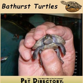 Pet Business Bathurst Turtles in Robin Hill NSW