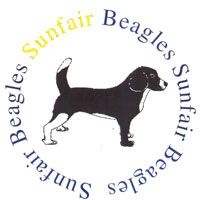 Pet Business Sunfair Beagles in Gunning NSW