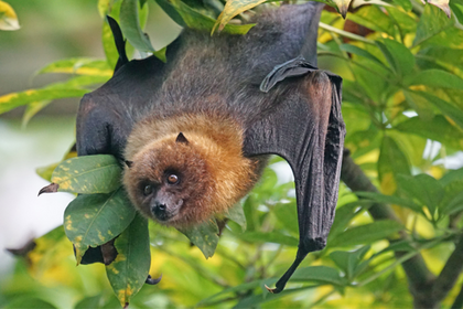 Going Batty: A Bat Story