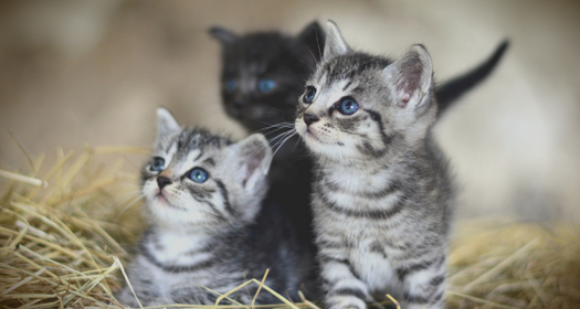 What To Look For When Purchasing A Kitten