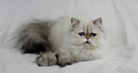 The Beautiful Himalayan Persian Cat