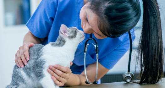 Cystitis & Lower Urinary Tract Disease In Cats