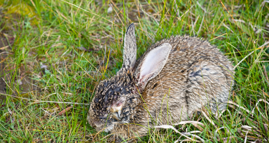 Myxomatosis - WORMS: Are they a problem for rabbits?