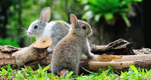 The Myth of Bunny Mateship?