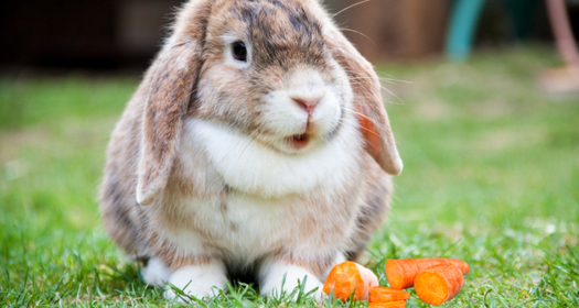 DIET: The Key to Healthy Rabbits