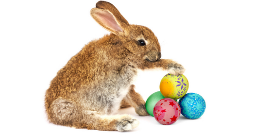 Rabbit Toys, treats & rabbit play areas