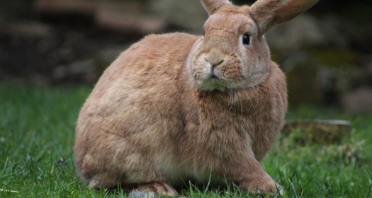 Why Rabbits Thump