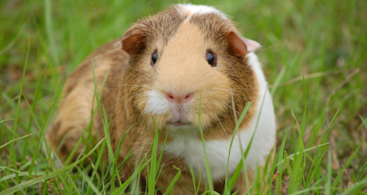 Buying a cavy and the truth about cavies