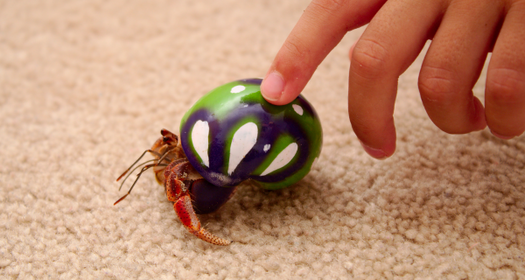Caring For Your Hermit Crabs