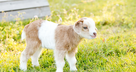 Patona Park Miniature Goat Stud and The AMGA