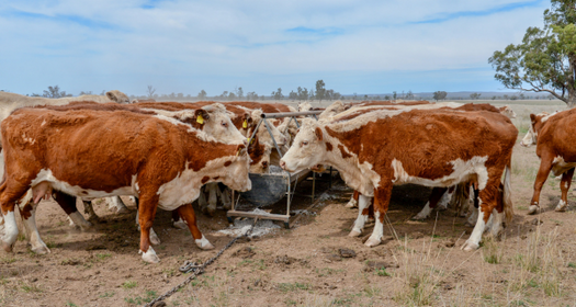 Drought; Strategies With Beef Cattle