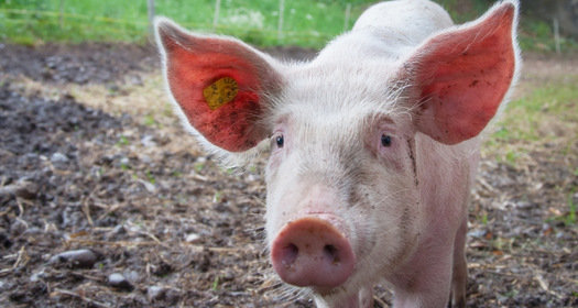 Rearing backyard or hobby-farm pigs
