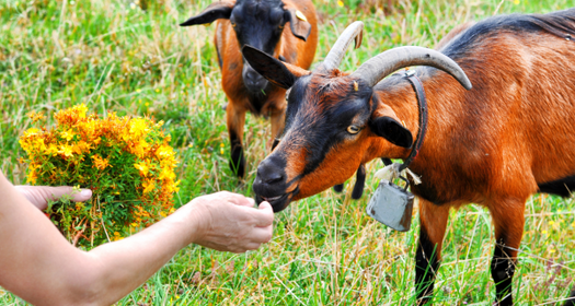 Herbal Goat Care for Joint Mobility & Good Health