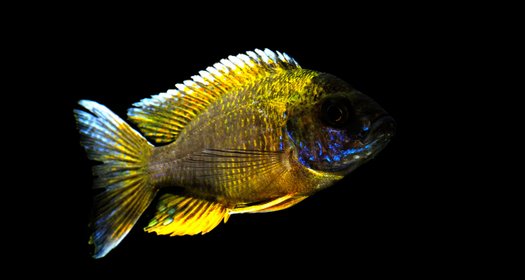 African Cichlids: The Easiest Fish