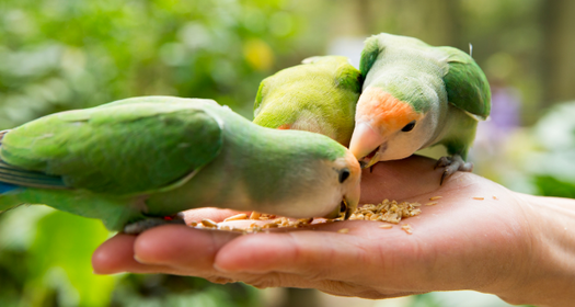 Feeding Your Bird