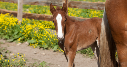 Foaling & The New Born Foal