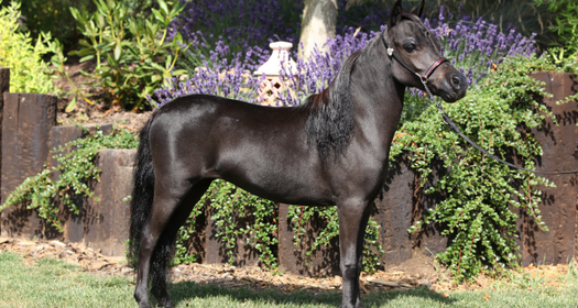 All About Miniature Horses