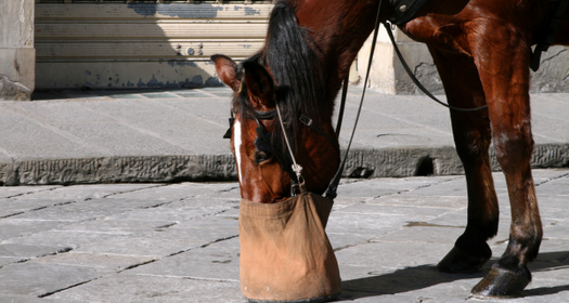 Horse Nose Feed Bag
