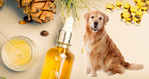Oil Supplements for Skin Health In Pets