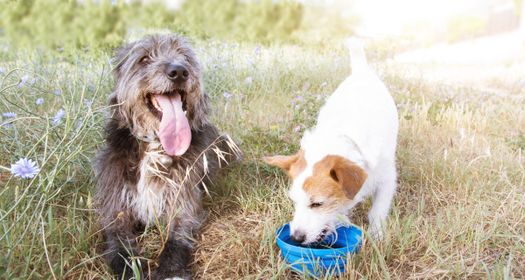 Heat Stress in Dogs and Cats