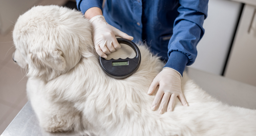 Microchip Tracking: How Not To Lose Your Pet!