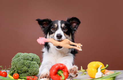 Well-Fed Woofers: Unlocking the Secrets to Canine Nutrition