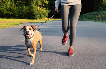 How to Keep Your Dog Physically Active