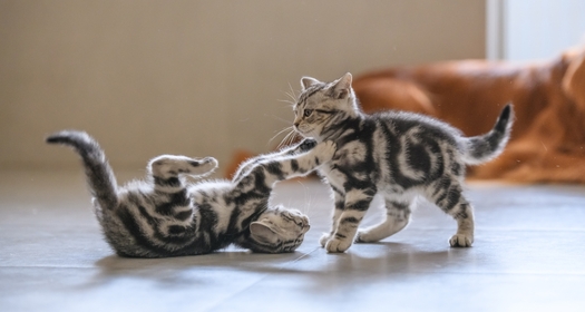Why Do Kittens Play?