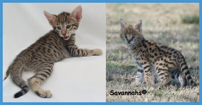 Savannah Cats Australia