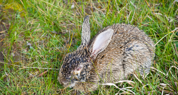 Myxomatosis - WORMS: Are they a problem for rabbits?