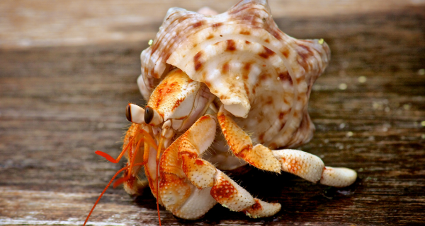 What do you know about Hermit Crabs?