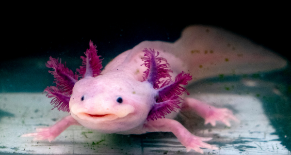Caring For Your Axolotl