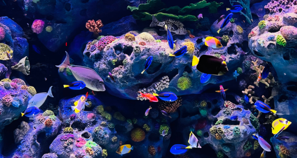 3 Types and Environments of Aquarium Fish