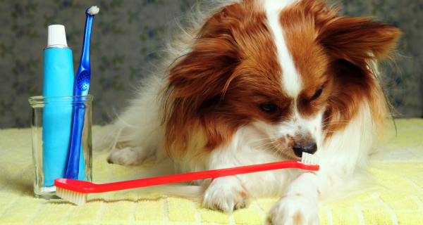 Dental Care Can Lengthen The Life Of Your Dog