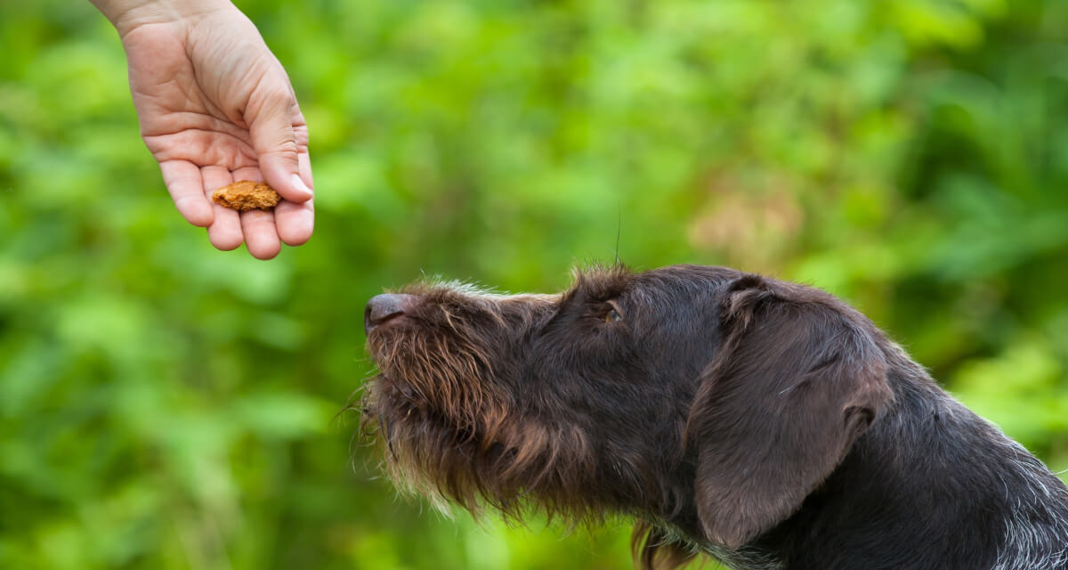 Understanding the Ingredients in Your Dog Treat: What to Avoid